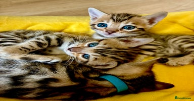 Bengal cats - Advert 1
