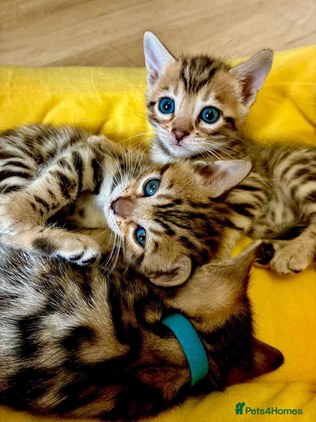 Bengal cats for sale: Beautiful Bengal Kittens  - Image 3