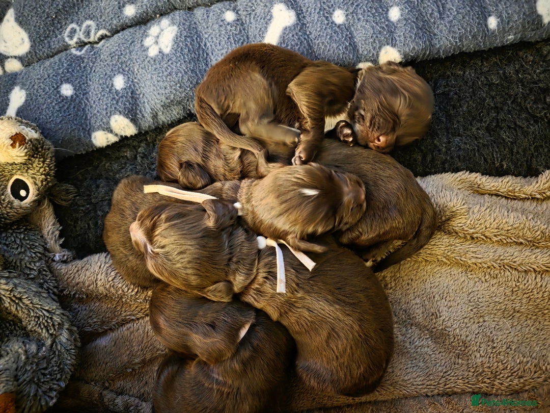 Cocker Spaniel dogs for sale: Beautiful Spaniel pups! - Advert 6