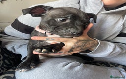 Staffordshire Bull Terrier dogs for sale: Last female Staffy looking for forever home - Image 7