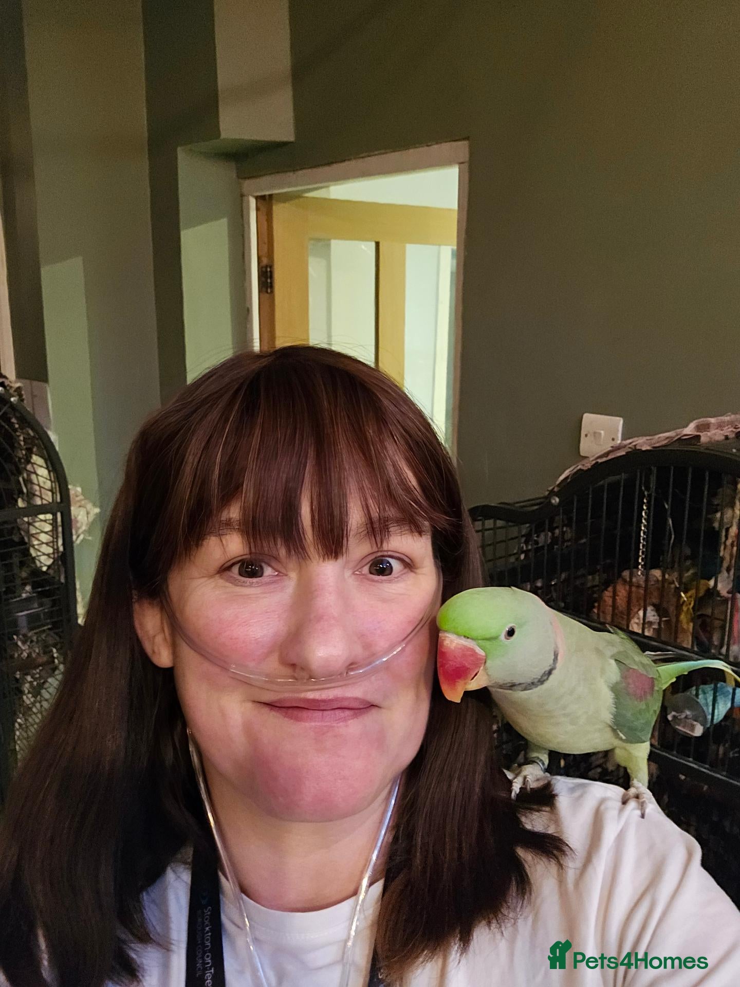 Parrots birds 3yr old Alexandrian Male Parrot  - Advert 2
