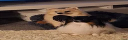 Mixed Breed dogs for sale: Puppies  - Advert 8
