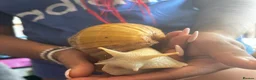 Snails invertebrates for sale: Lovely African Land Snail  in Cambridge - Advert 2