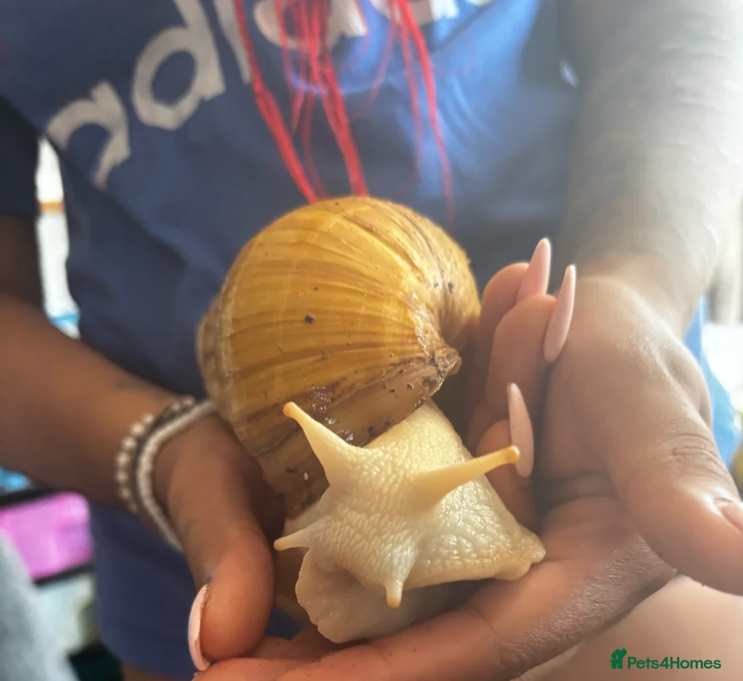 Snails invertebrates for sale: Lovely African Land Snail  in Cambridge - Advert 2