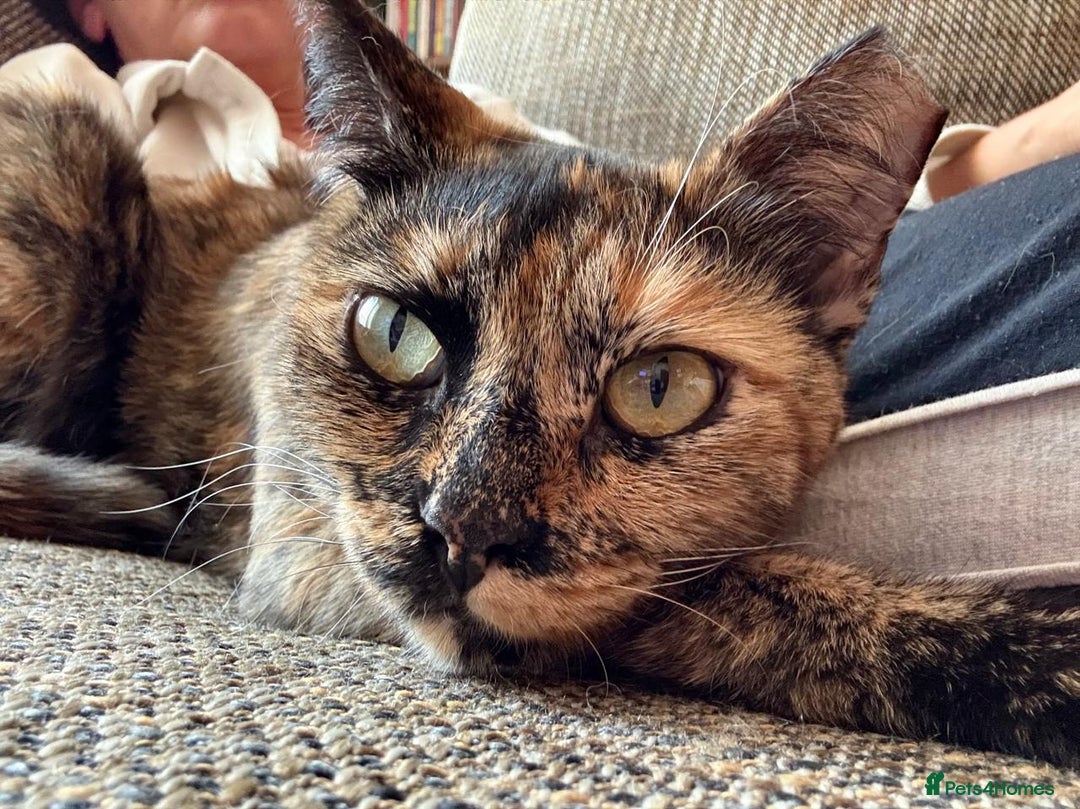 Mixed Breed cats for adoption: LOTTI - TORTOISHELL GIRL VERY AFFECTIONATE SPAYED - Advert 4