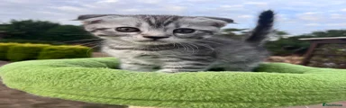 British Shorthair Lila