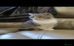 British Shorthair cats for sale: Purebred blue/White British Shorthair Kittens - Image 3
