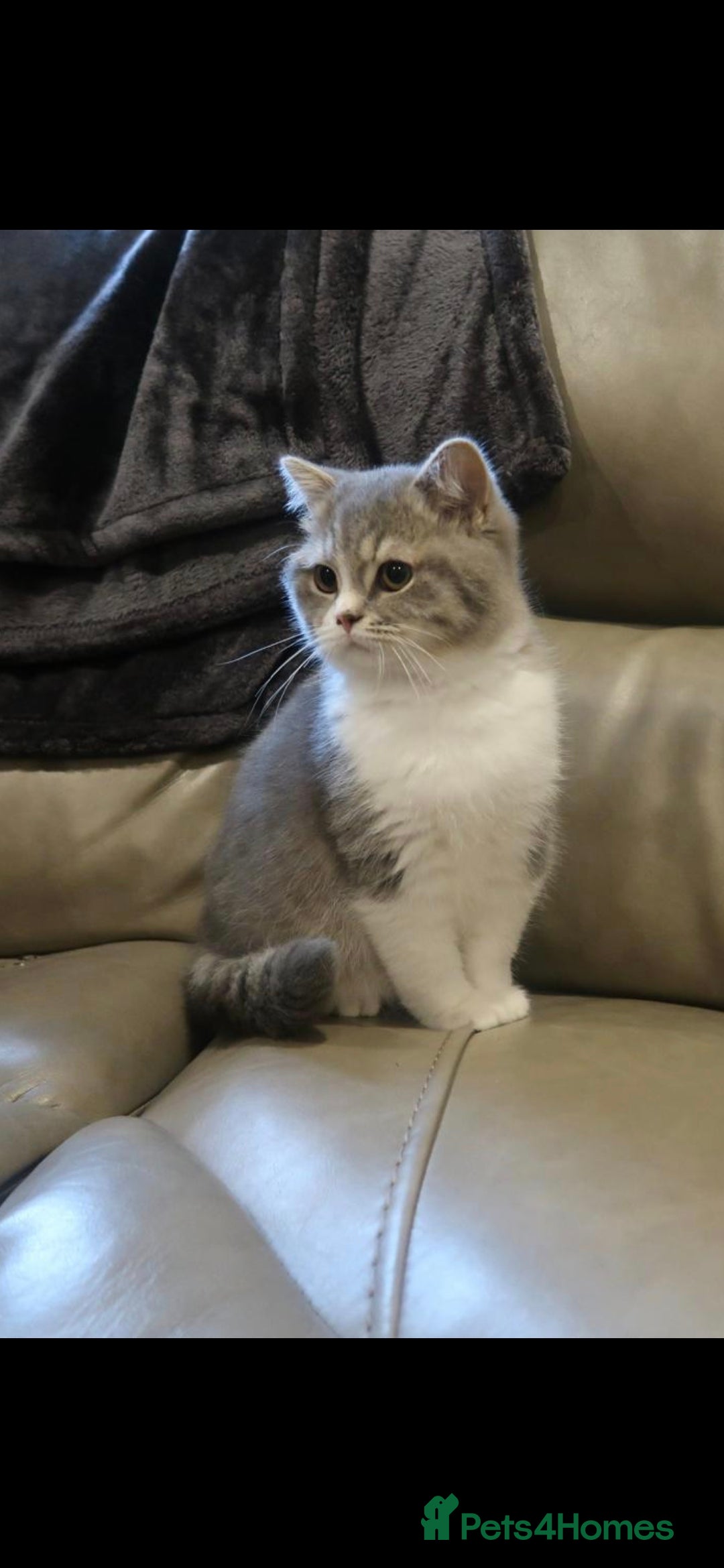 British Shorthair cats for sale: Purebred blue/White British Shorthair Kittens - Image 3