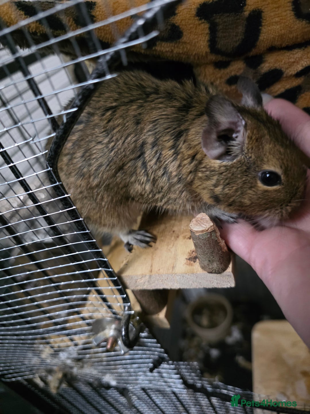 Degus rodents for sale: 3 Degus and cage looking for forever home  - Advert 2