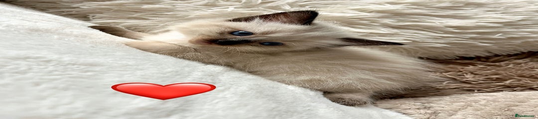 Ragdoll Kitten 3