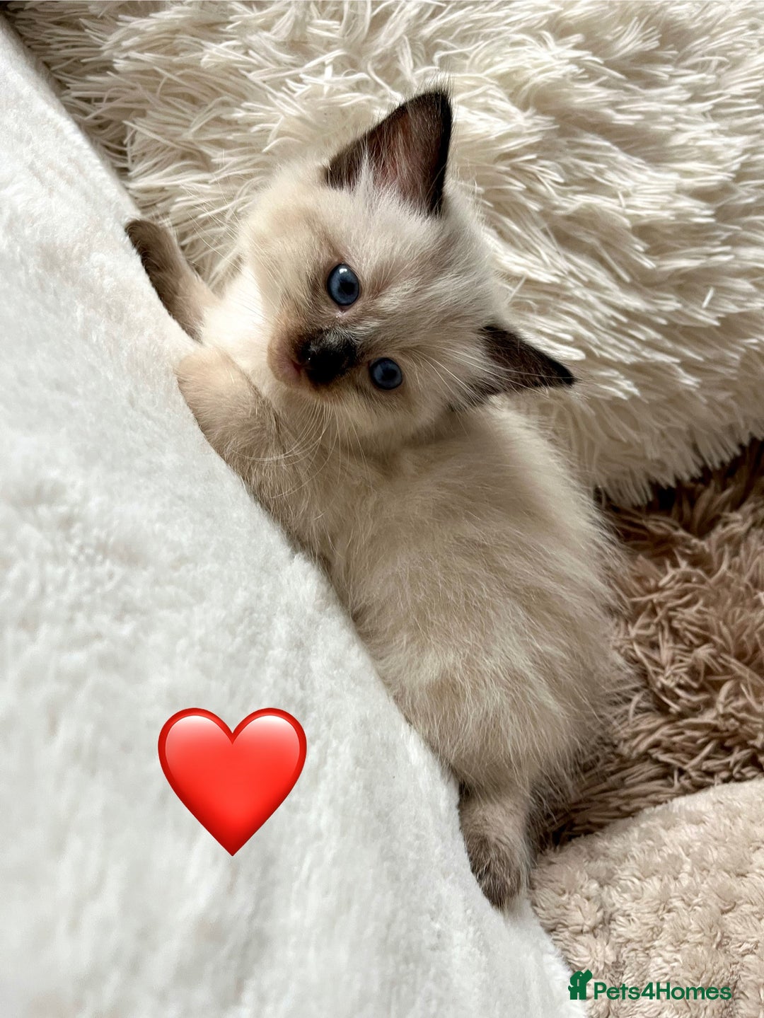 Ragdoll cats for sale: Stars 5 ⭐ Pure Ragdoll 💛 Lots of love 💛 - Image 9