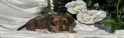 Miniature Dachshund dogs for sale: STUNNING KC LONG HAIRED MINIATURE DACHSHUND PUPS💕 - Advert 16