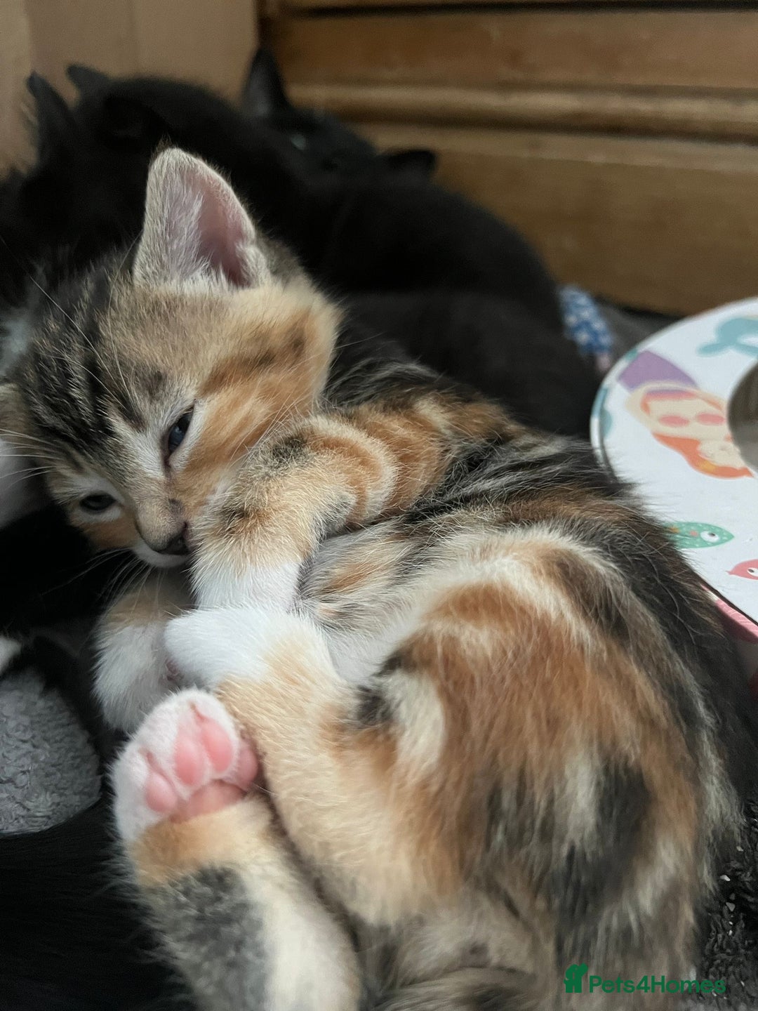 Mixed Breed cats for sale: 3 friendly kittens for sale - Image 5