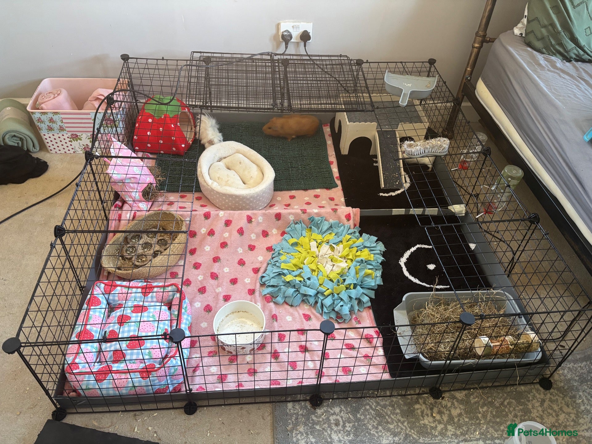 Guinea Pig rodents 4 boy pigs  - Advert 1