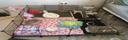 Guinea Pig rodents for sale: 4 boy pigs  - Advert 1