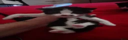 Mixed Breed cats for sale: Kittens in Wigan - Advert 3
