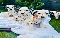 Dalmatian dogs for sale: *Ready for loving homes now* Dalmatian puppies - Image 13
