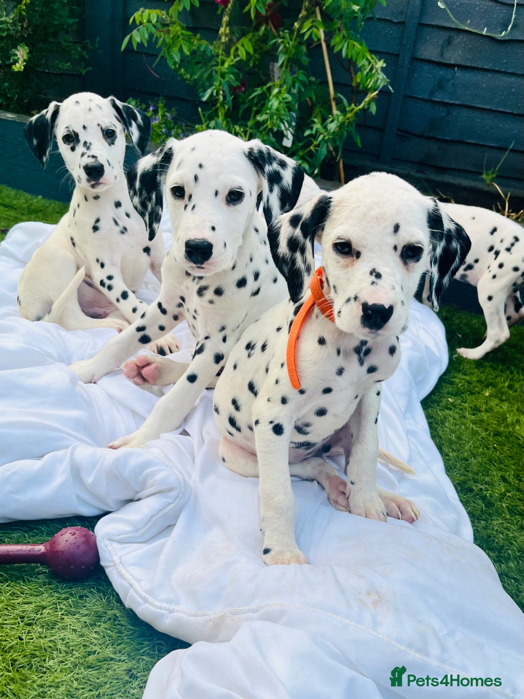 Dalmatian dogs for sale: *Ready for loving homes now* Dalmatian puppies - Image 13