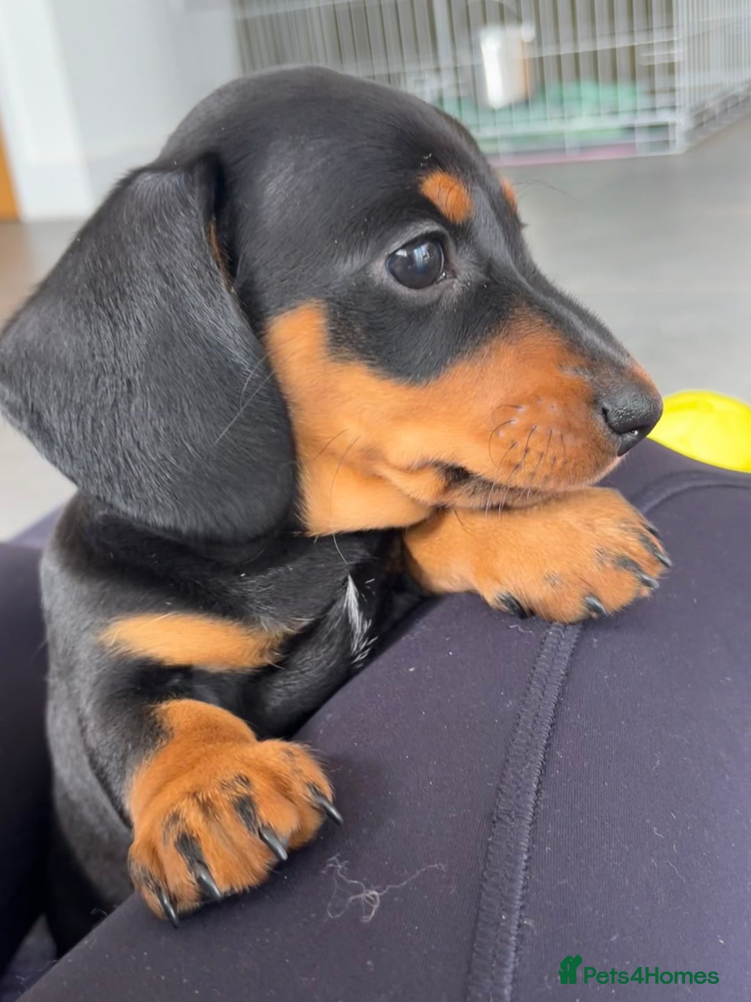 Miniature Dachshund dogs for sale:  PRA clear, Mother is a certified school dog  - Image 2