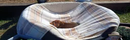 Dachshund dogs for sale: OUTSTANDING KC reg, smooth,standard dachshund  - Advert 5