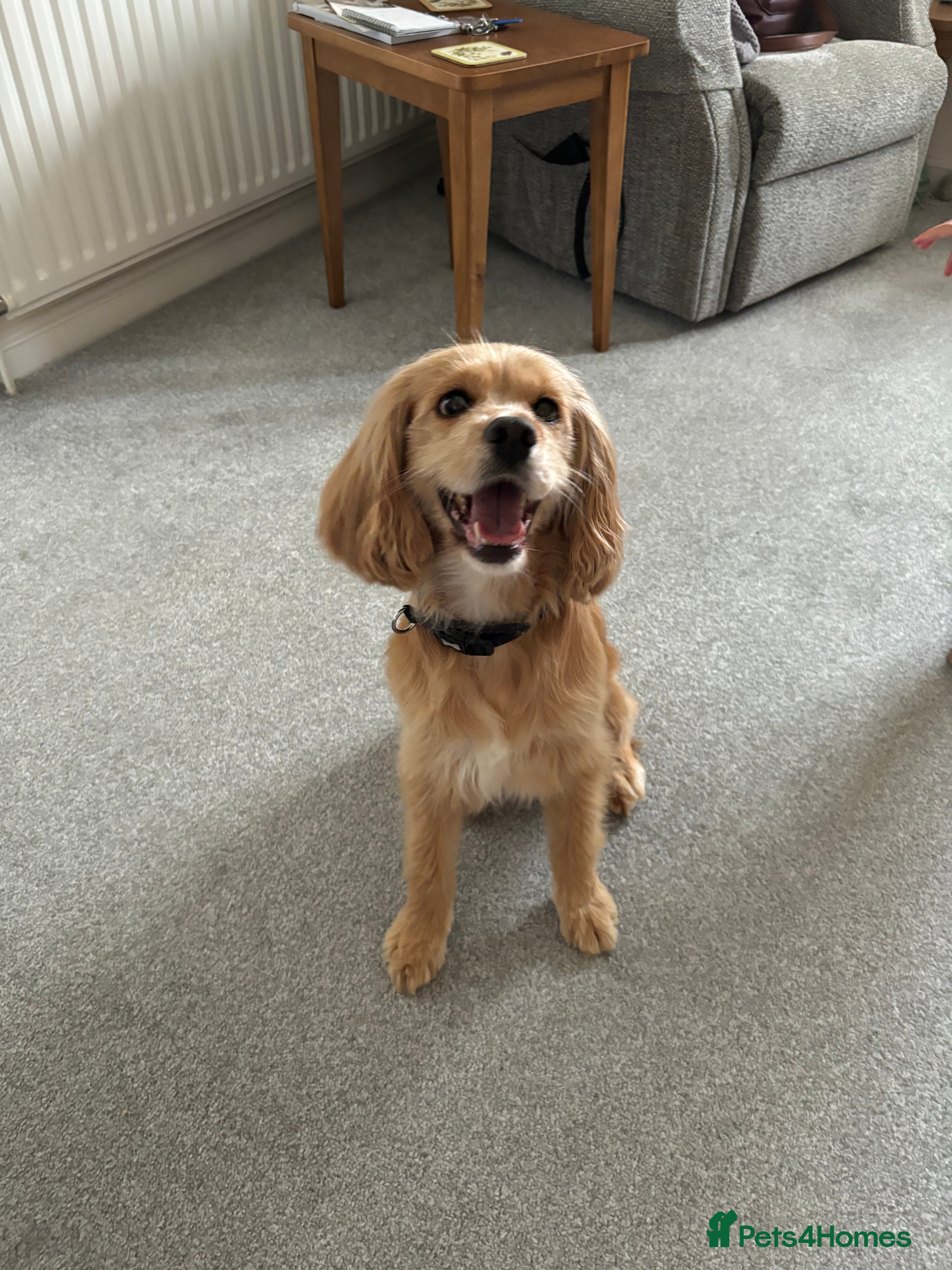 Cocker Spaniel dogs 4 year old cocker spaniel female - Advert 2