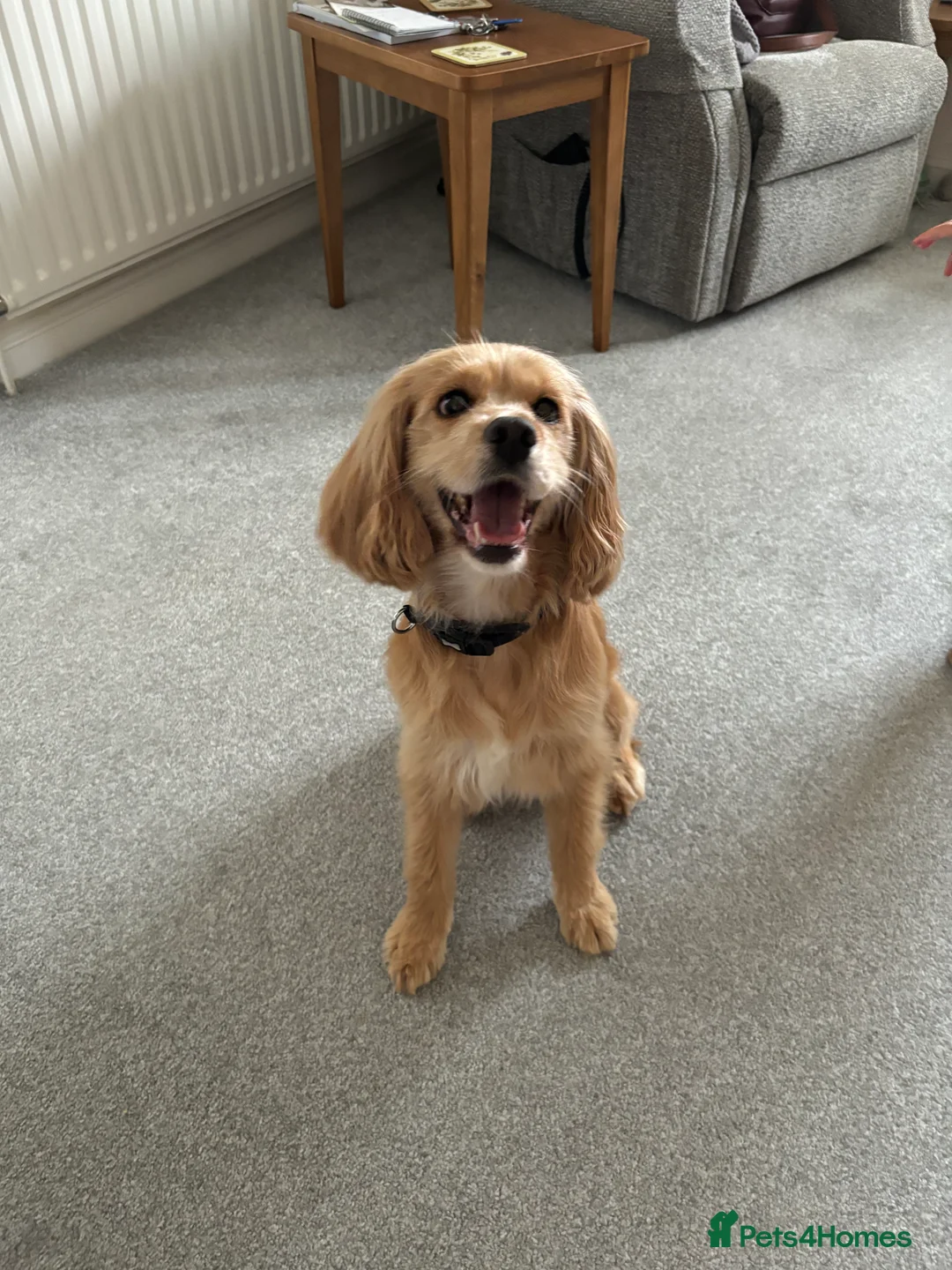 Cocker Spaniel dogs for sale: 4 year old cocker spaniel female - Advert 1