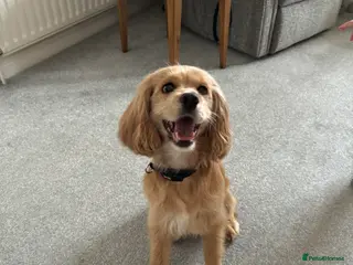 Cocker Spaniel dogs 4 year old cocker spaniel female - Advert 1