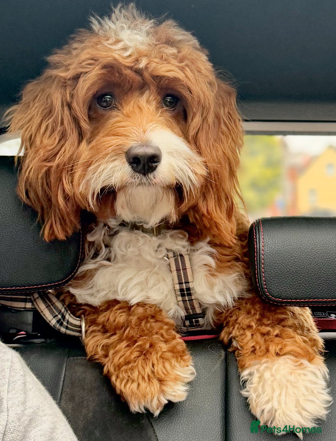 Mixed Breed dogs for stud: Life of Riley available for Stud  - Advert 4