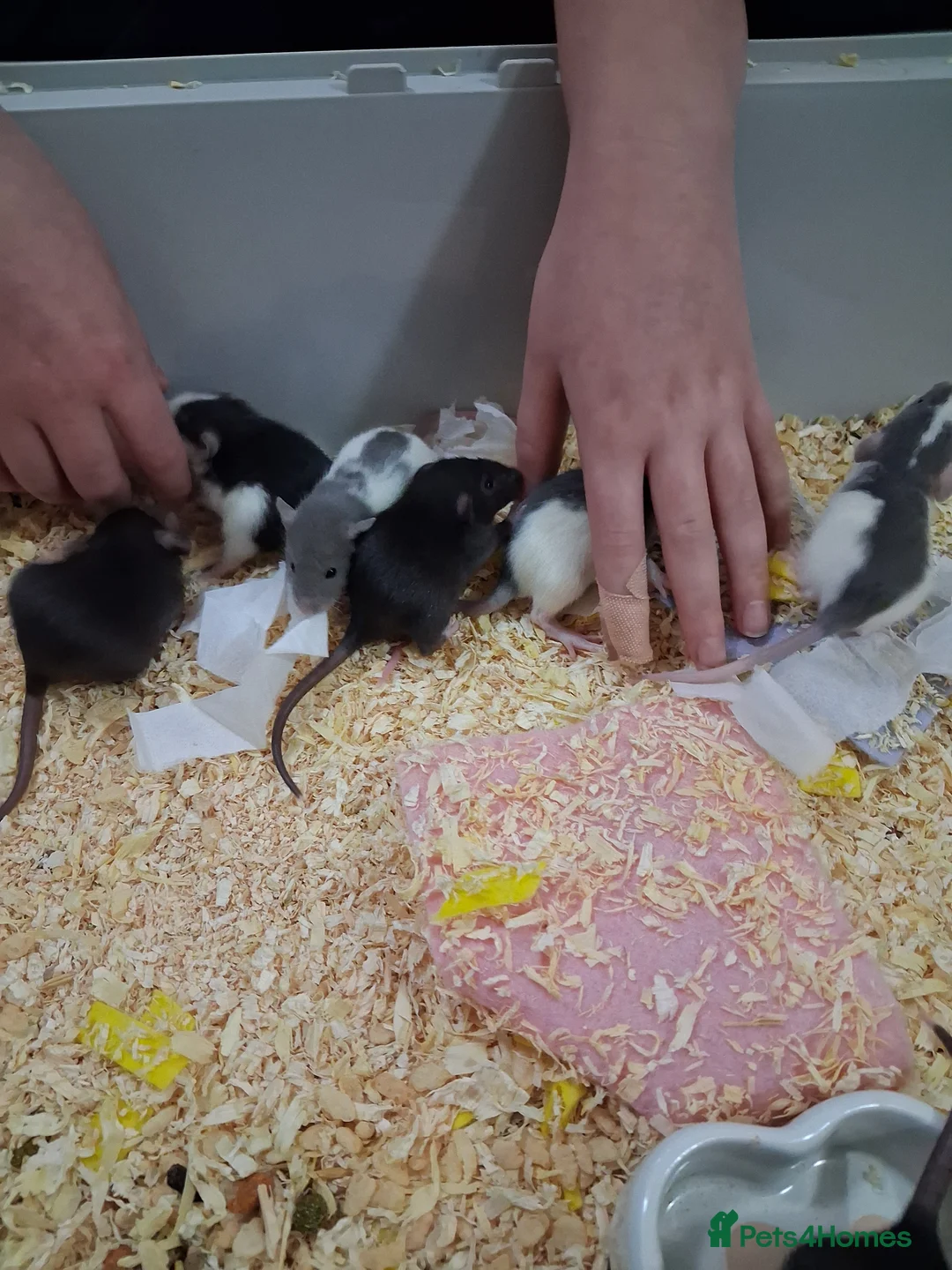 Rat rodents for sale: 6 x baby male rats  - Advert 4