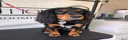 Cocker Spaniel dogs for stud: Spike- Working Cocker Spaniel KC registered in Sunderland - Advert 2