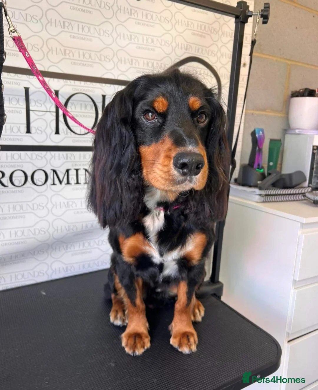 Cocker Spaniel dogs for stud: Spike- Working Cocker Spaniel KC registered in Sunderland - Advert 2