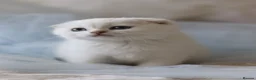 Scottish Fold cats for sale: Scottish fold - Advert 8