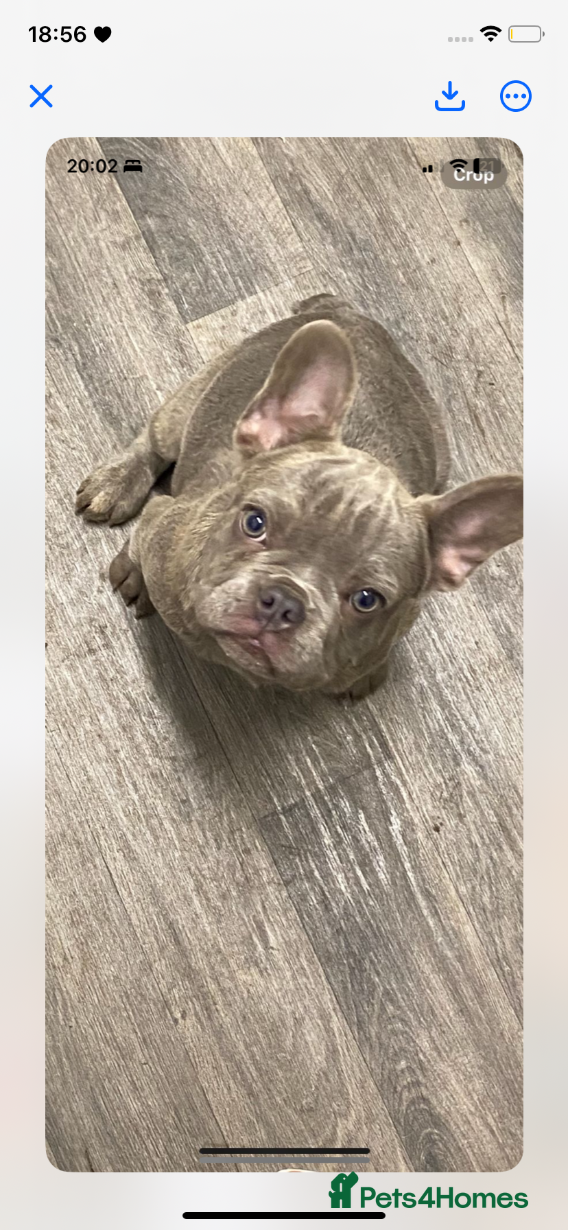 French Bulldog dogs River boy  - Advert 1