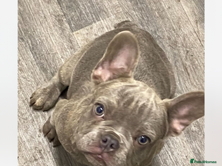 French Bulldog dogs River boy - Advert 20