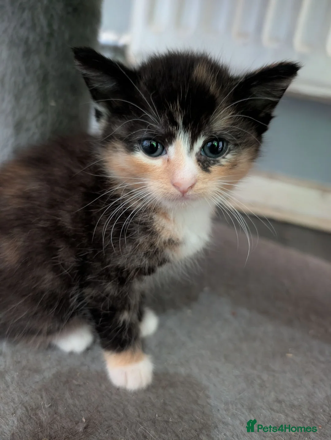 Mixed Breed cats for sale: Kittens looking for a forever home - Advert 6