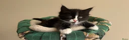 Mixed Breed cats for sale: Mixed Maine Coon Kittens in Richmond - Advert 32