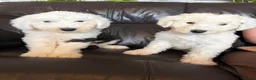 Old English Sheepdog dogs for sale: Kc Registered Old English Sheepdogs  - Advert 12