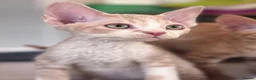 Devon Rex cats for sale: Fantastic pedigree Devon Rex kittens  - Advert 7