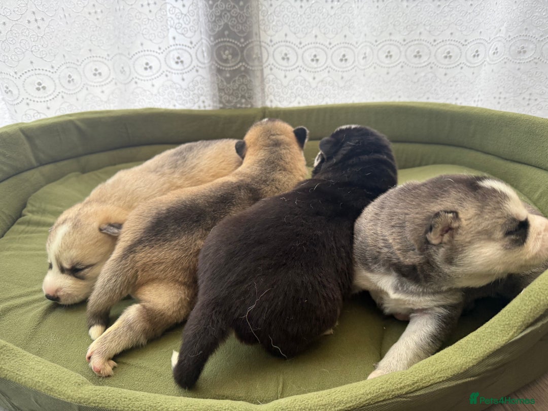 Siberian Husky dogs for sale: Puppies Siberian Huskies  - Advert 3