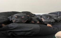 Mixed Breed dogs for sale: 7 Dachshund x jack russel puppies  - Image 7