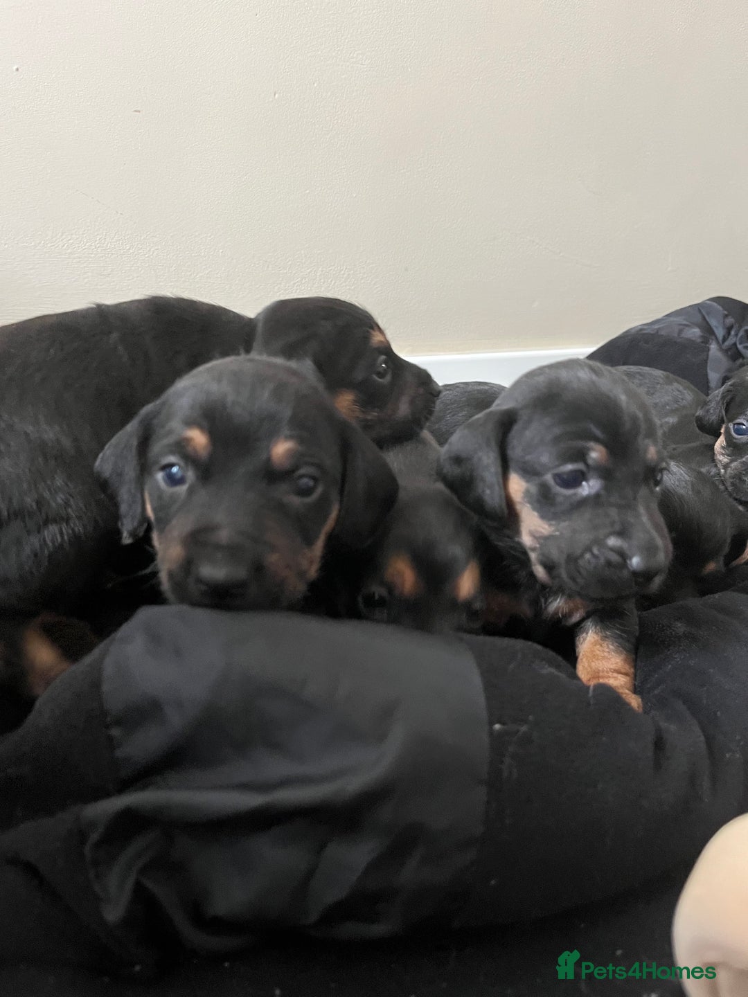 Mixed Breed dogs for sale: 7 Dachshund x jack russel puppies  - Image 7