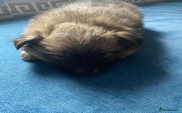 German Spitz dogs for sale: German spitz - Image 3