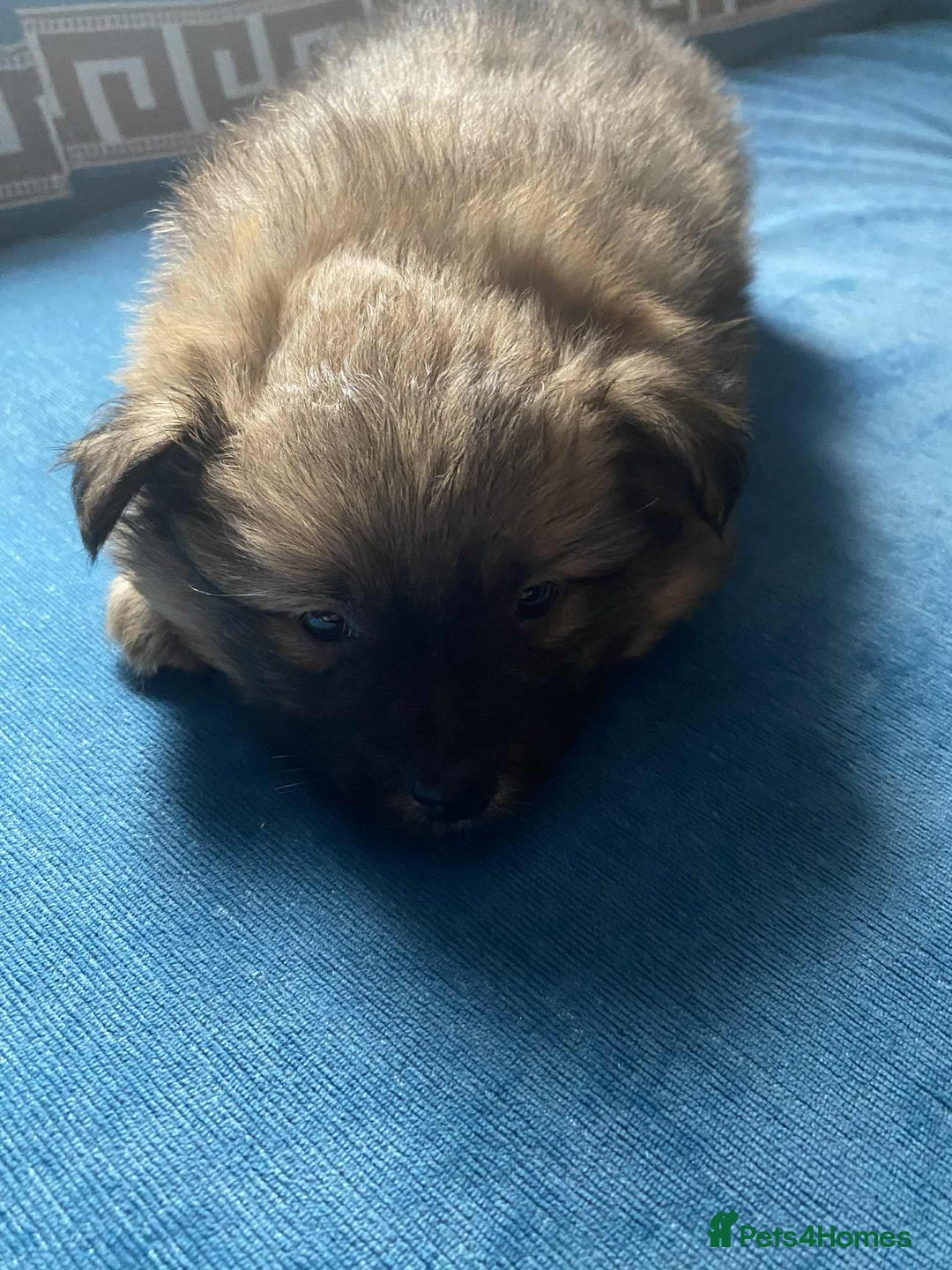 German Spitz dogs for sale: German spitz - Image 3