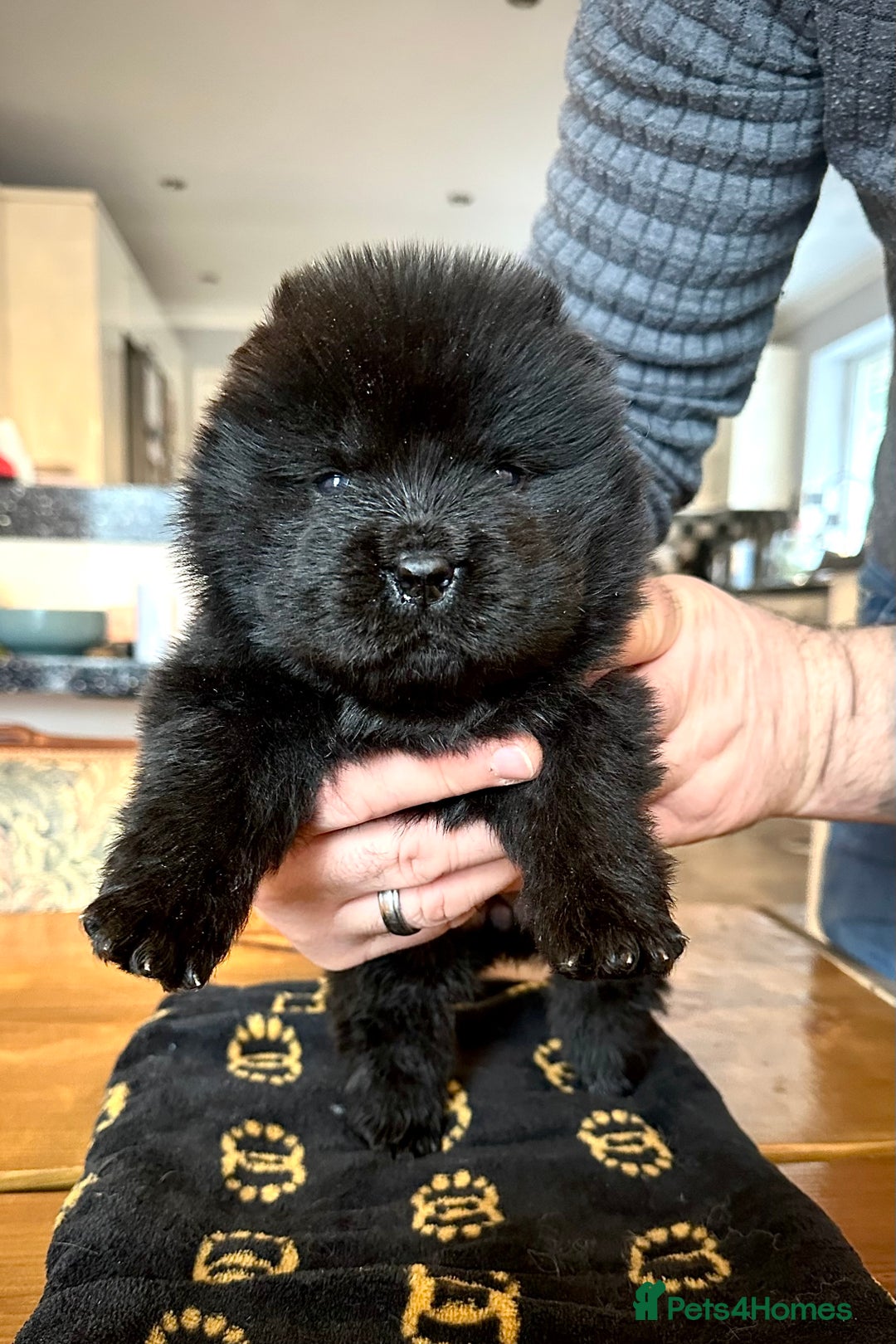 Chow Chow dogs for sale: Stunning KC registered Chow Chow puppies  - Advert 18