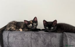 Mixed Breed cats for sale: Tortie kittens - Image 1