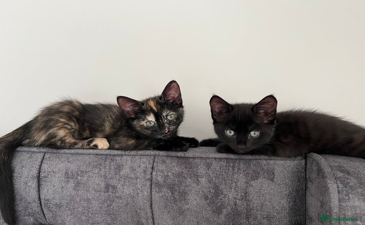 Mixed Breed cats - Advert 2