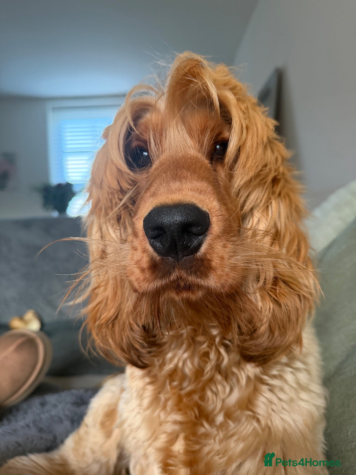 Cocker Spaniel dogs KC registered golden show cocker spaniel stud  - Advert 4