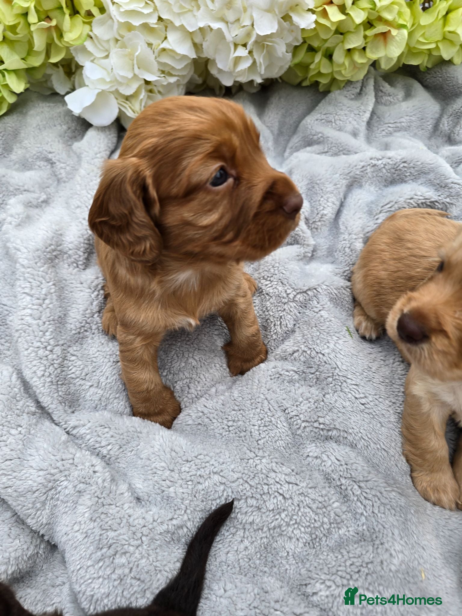 Cocker Spaniel dogs Farm raised working cocker spaniel puppies  - Advert 2