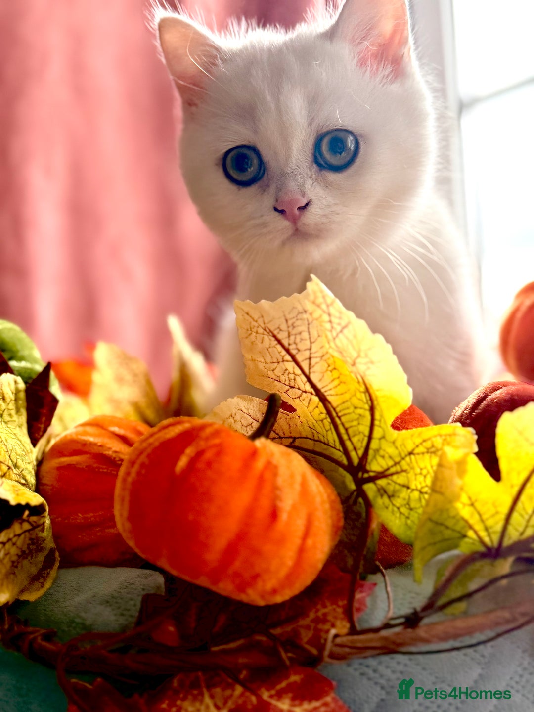 British Shorthair cats for sale: Two stunning sisters READY NOW - Image 15