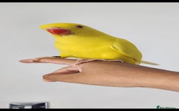 Budgerigars birds for sale: Handreared super tame baby yellow ringneck parrot - Image 2